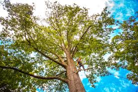 Best Commercial Tree Services  in Adamstown, MD