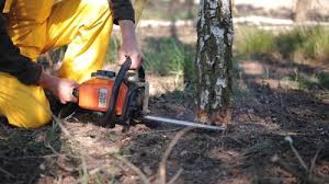 Best Tree and Shrub Care  in Adamstown, MD