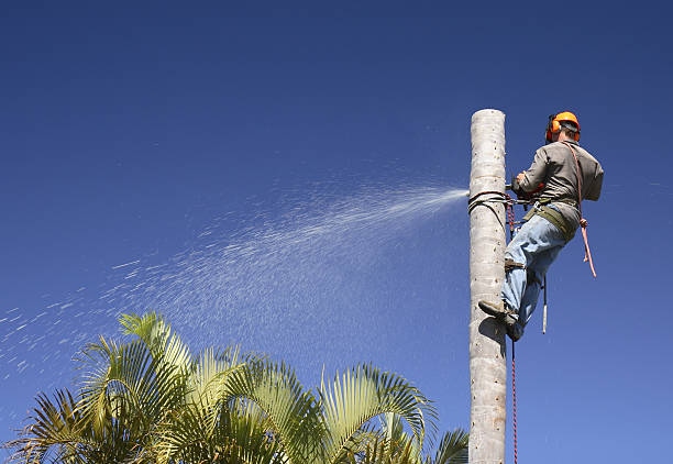 Best Tree Maintenance Programs  in Adamstown, MD