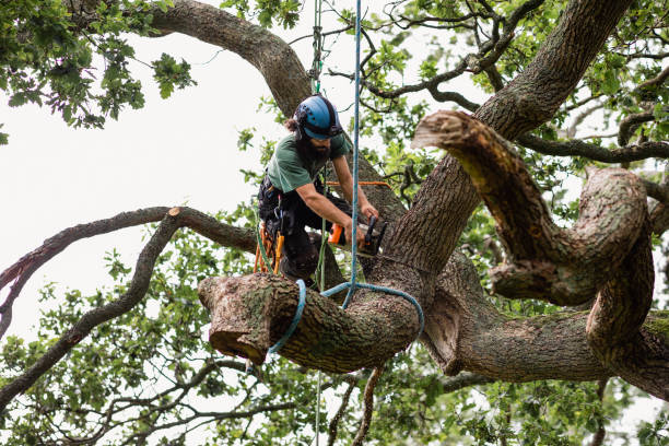 Best Lawn Dethatching  in Adamstown, MD