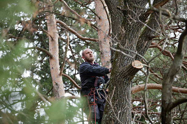 How Our Tree Care Process Works  in  Adamstown, MD