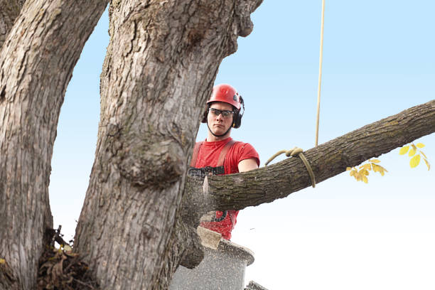 Best Palm Tree Trimming  in Adamstown, MD